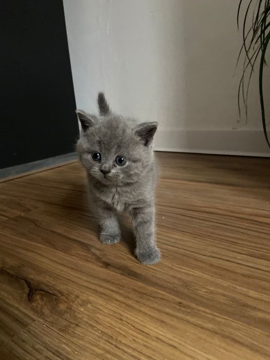 Fetita British shorthair blue