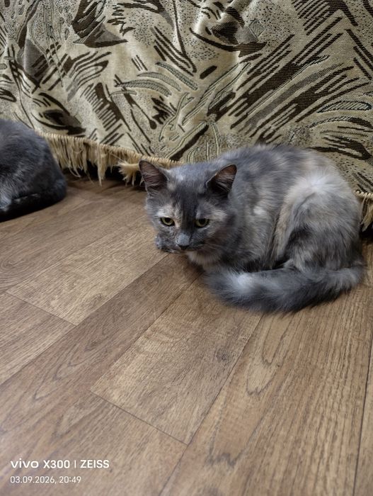 Отдам котят даром.