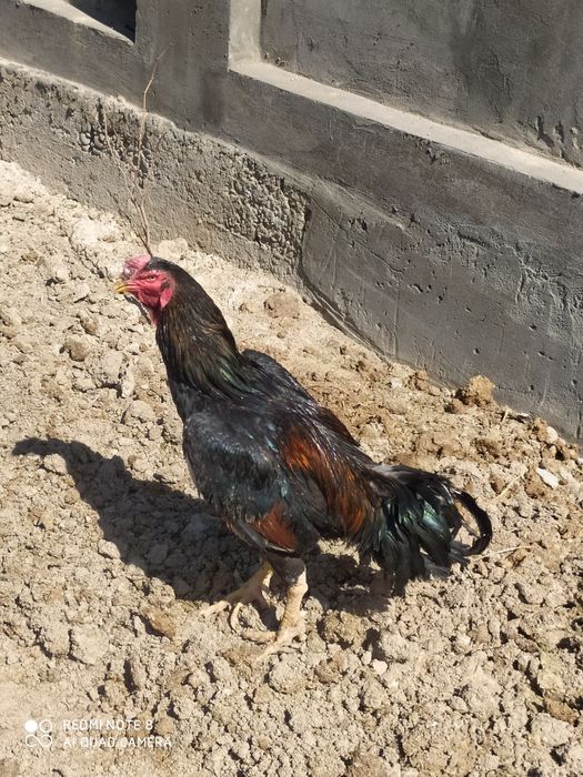 Dakan xoroz sotiladi