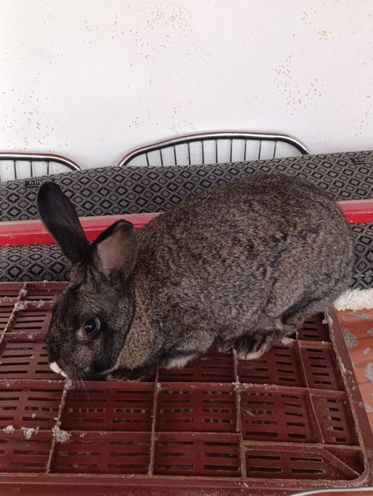 Iepuroaică uriaș german