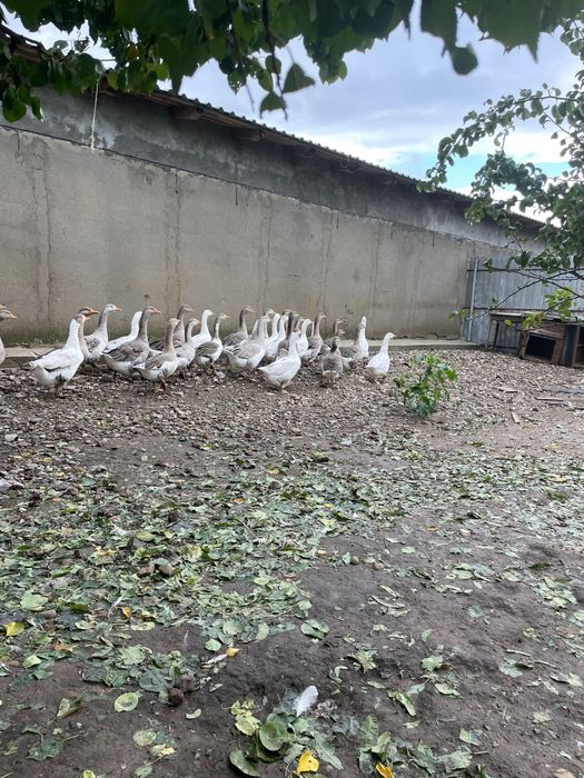 Vand gaste sau schimb cu gaini sau oi