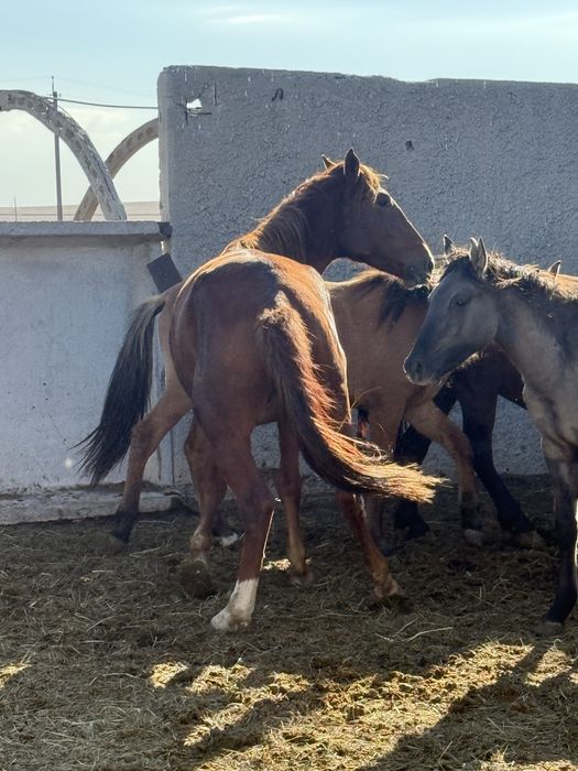 Продам 2 жеребца 4 года и 3 года