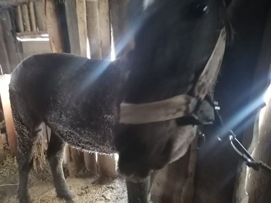 Продам соғым-мясо, жеребчик 1.7