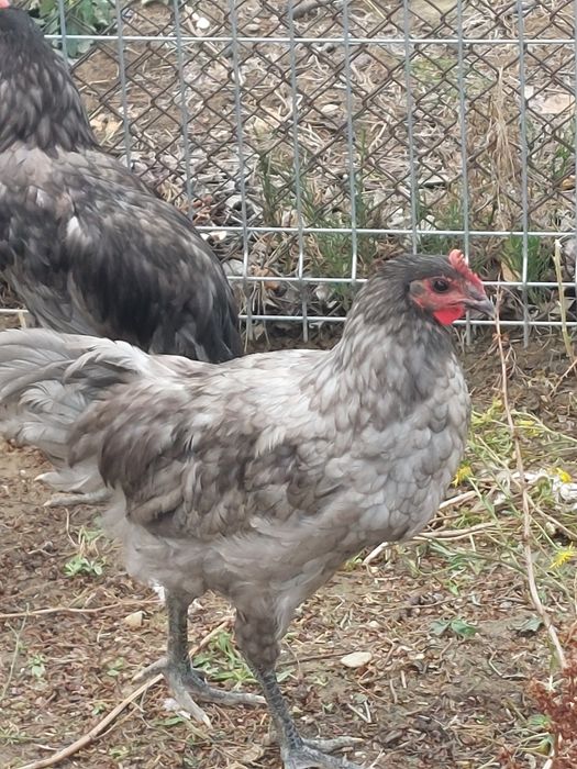 Cocos Australorp  5 luni negri ,gri/splash