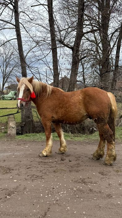 Vând mânz armăsar