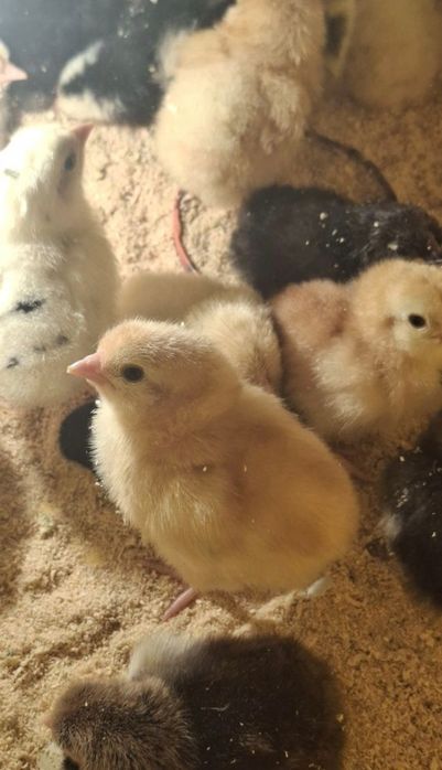 Цыплята суточные, домашние