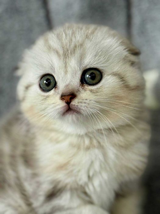 вислоушка плюшевая малышка