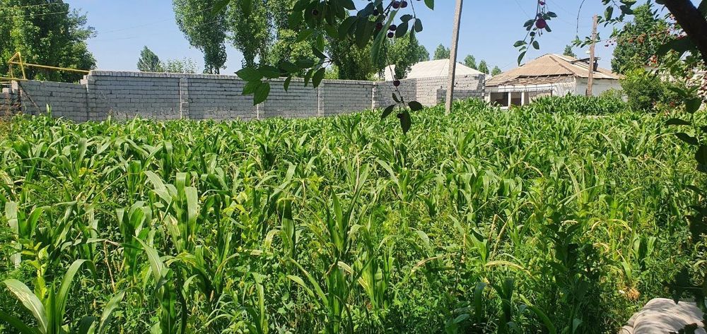 Yer uchastka Kadastr chiqgan