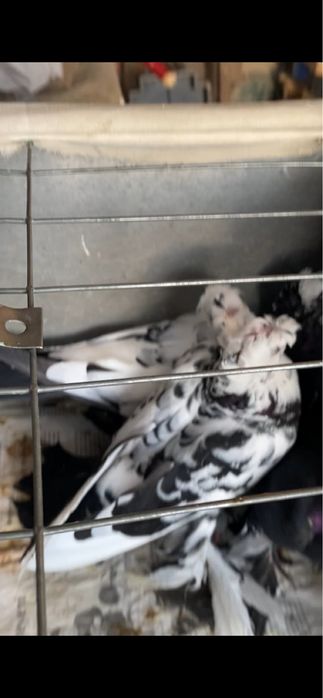 Старопородные на игру.