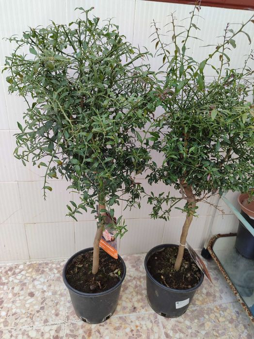 Лимон Хайвер розов