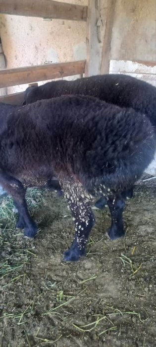 Qõylar sotiladi narxi telda gaplashamiz