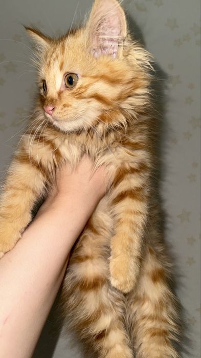 Котята бесплатно