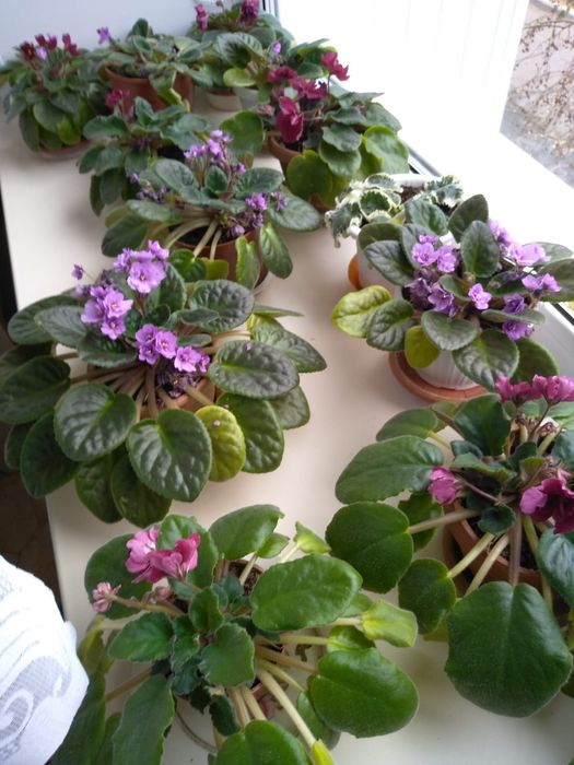 Домашние цветущие фиалки.