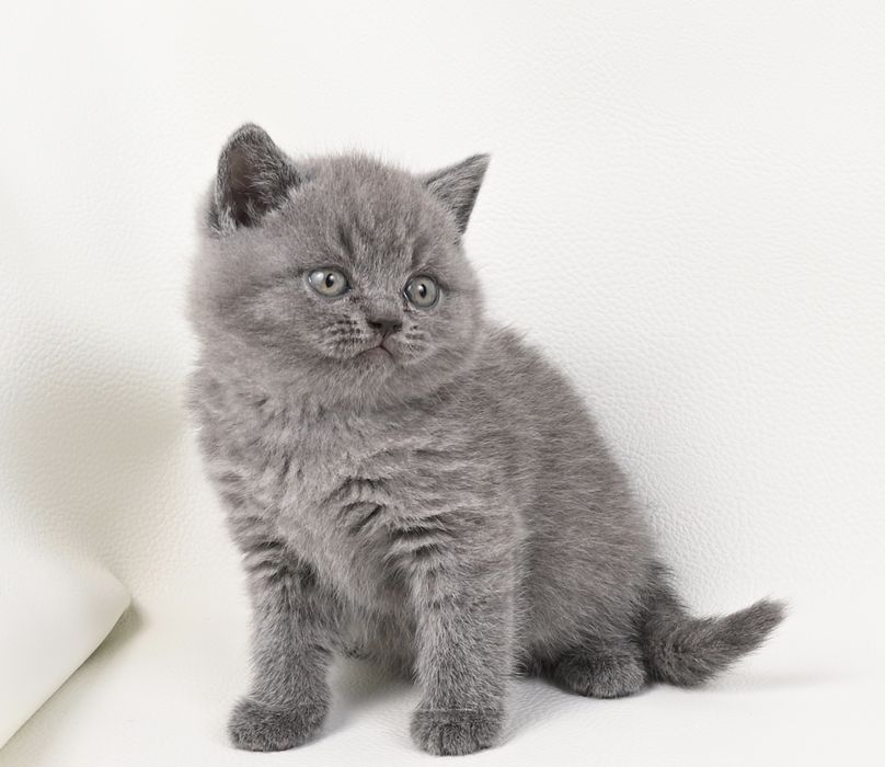 Pisoi British Shorthair colour blue cu pedigree