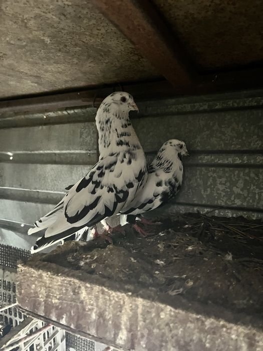 Кептер  сатылады