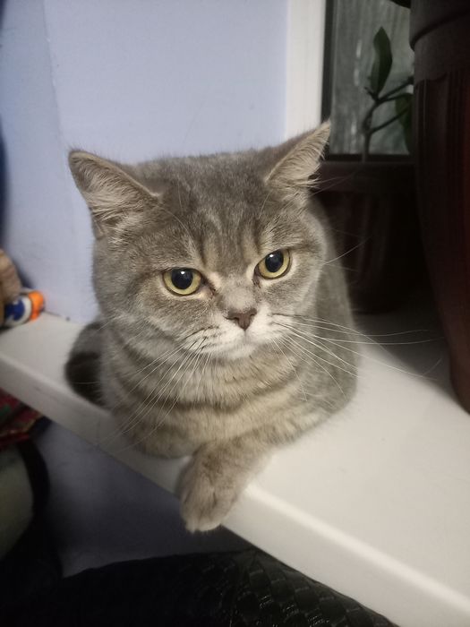 Кошка прадаётся девушка 7 месчное  цена 70$