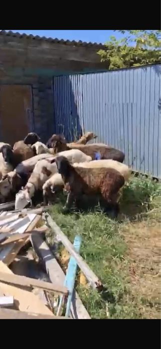 Продам баран 25 голов!
