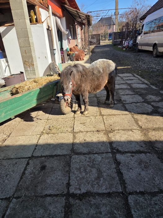 Poneita de vanzare gestanta