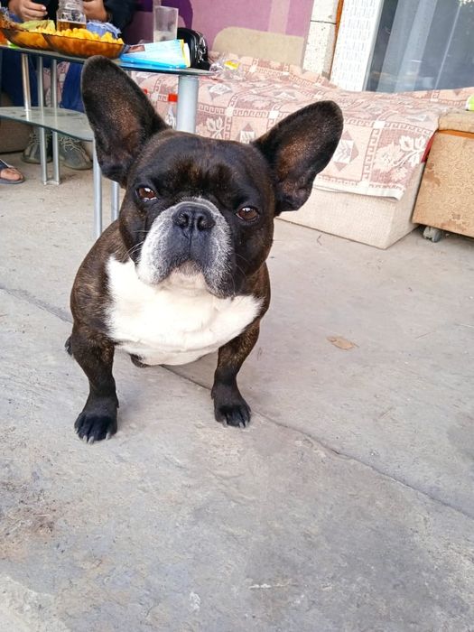 Французский бульдог вязка