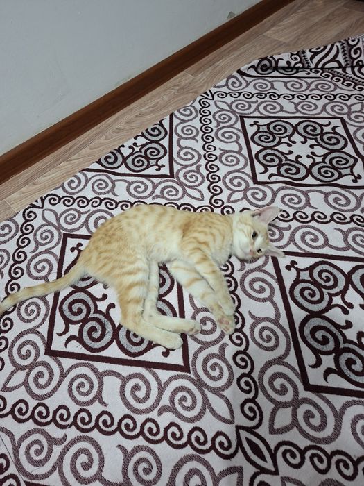 Еркек 3 айлық котенок бесплатно
