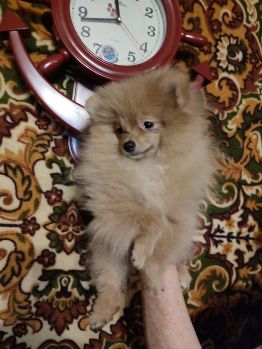 Померанский шпиц. Мини, мини девочка от Чемпиона.