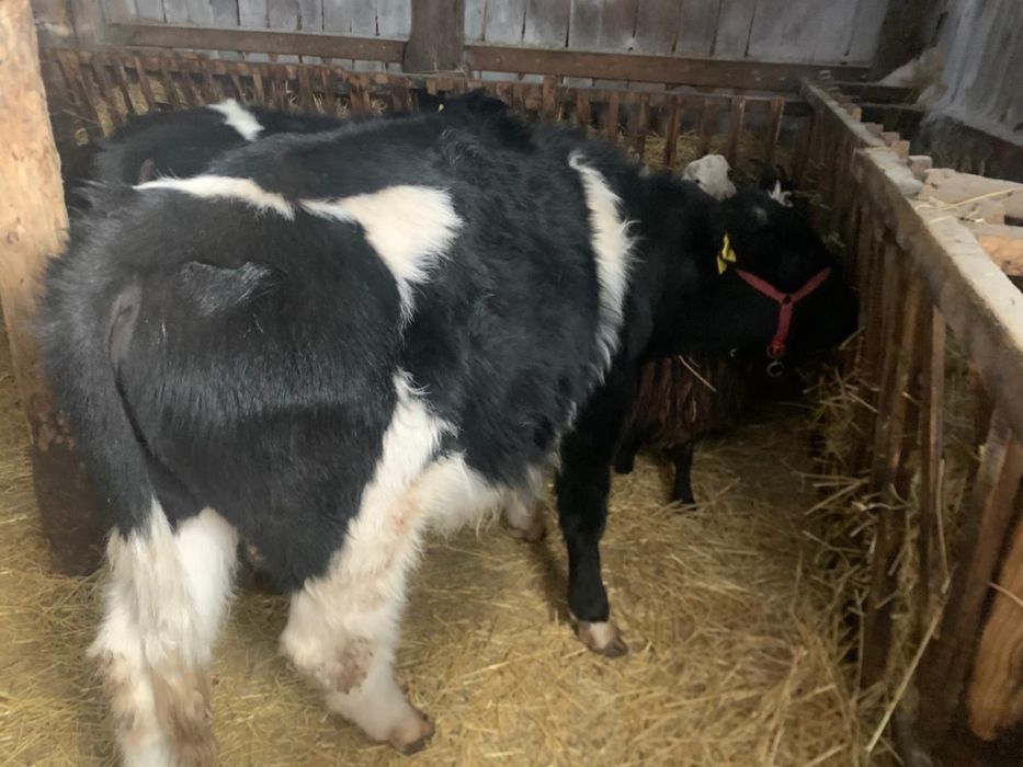 продам корову и бычков