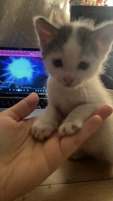 Котята хорошенькие