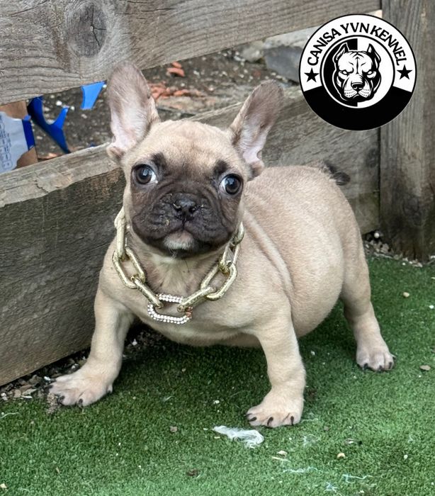 Femela buldog francez cu pedegree