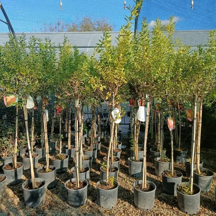 Rodie la ghiveci anul 4