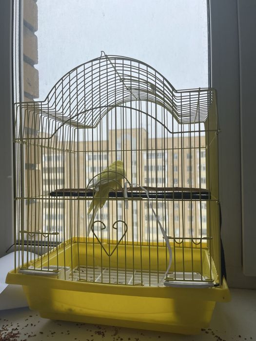 Продам попугая с клеткой