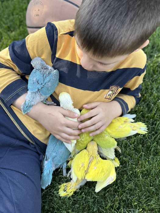 Papagali super blanzi micul alexandru pui crescuti la mana alexander