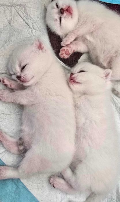 Котята британские шиншиллы