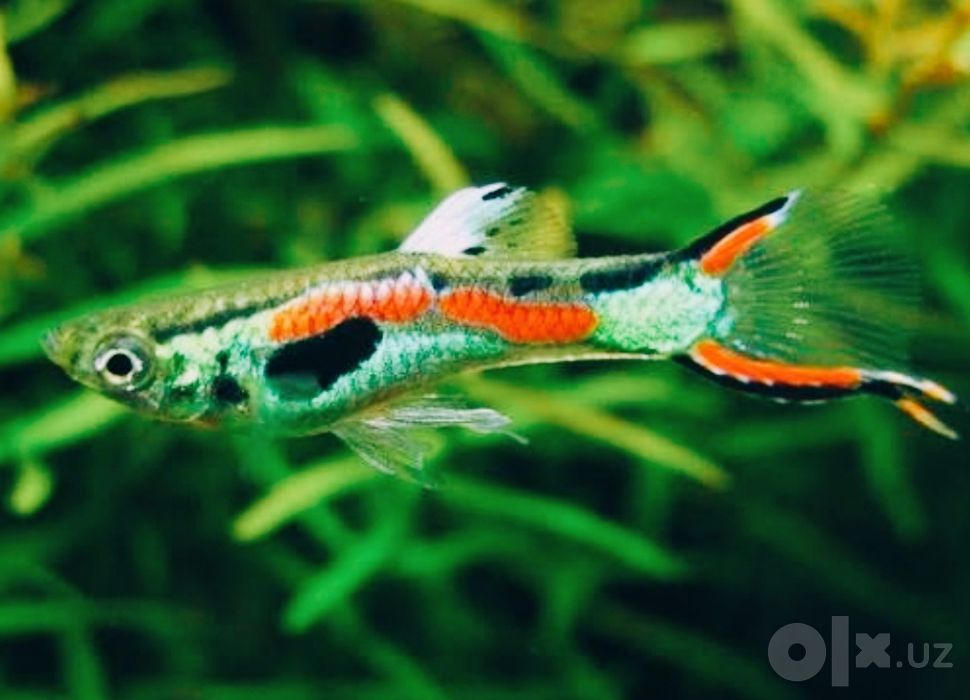 Akvarium baliklari