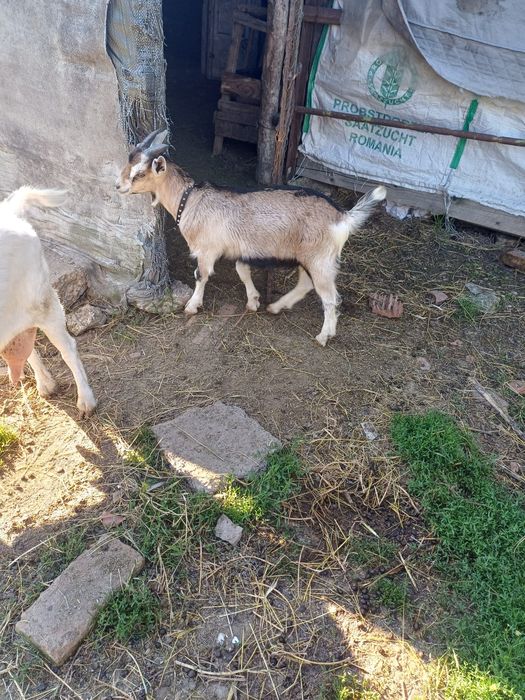 Ieduț din tată și mamă de excepție