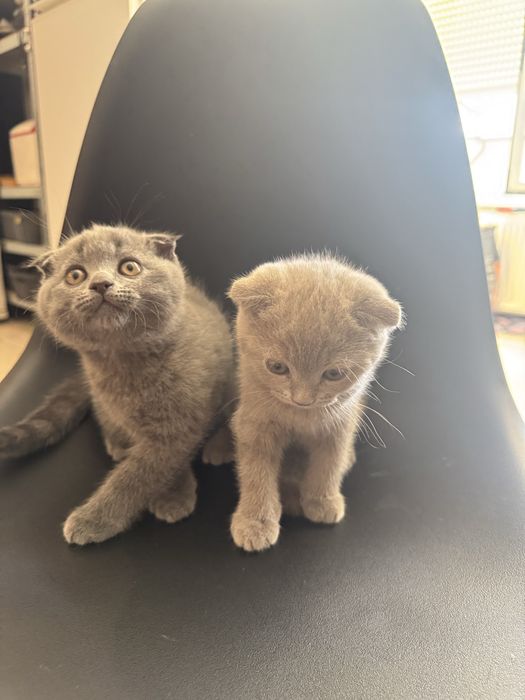 Шотландски клепоухи котенца и едно с прави уши
