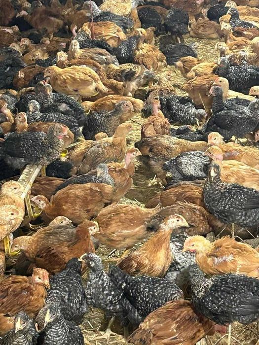 Ferma de pui vacareni