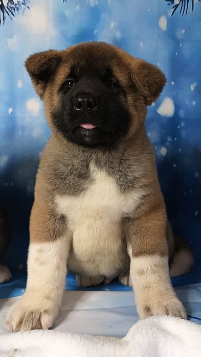 Американские Акиты мальчики