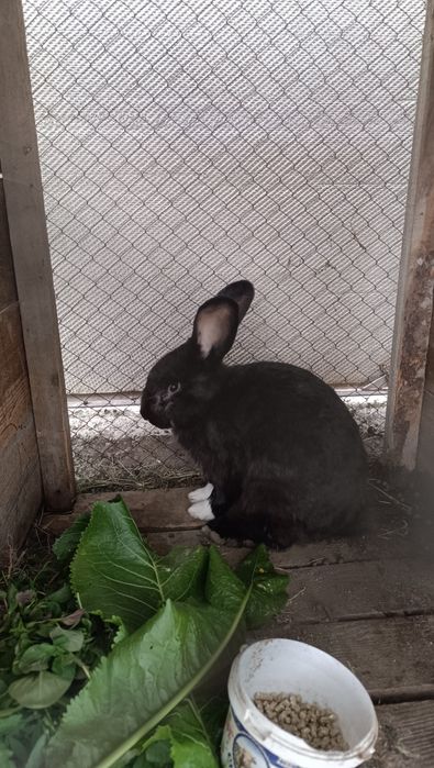 Продам кроликов 2шт