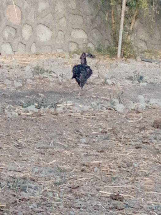 Telefonda olingan mast porno video