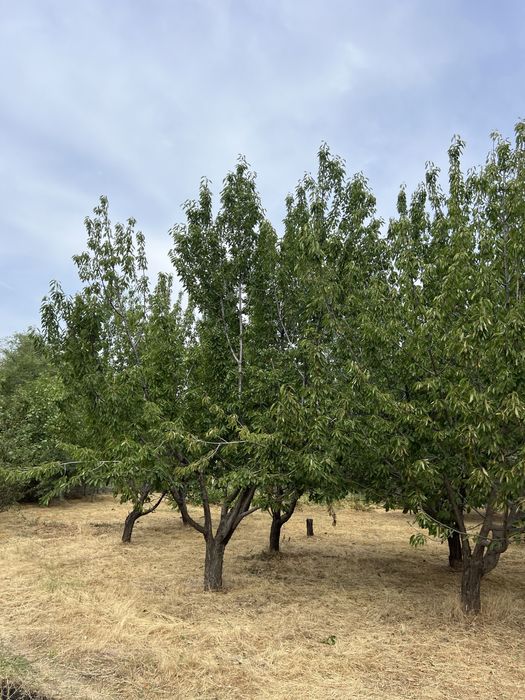 Ер сотилади 10 сотих