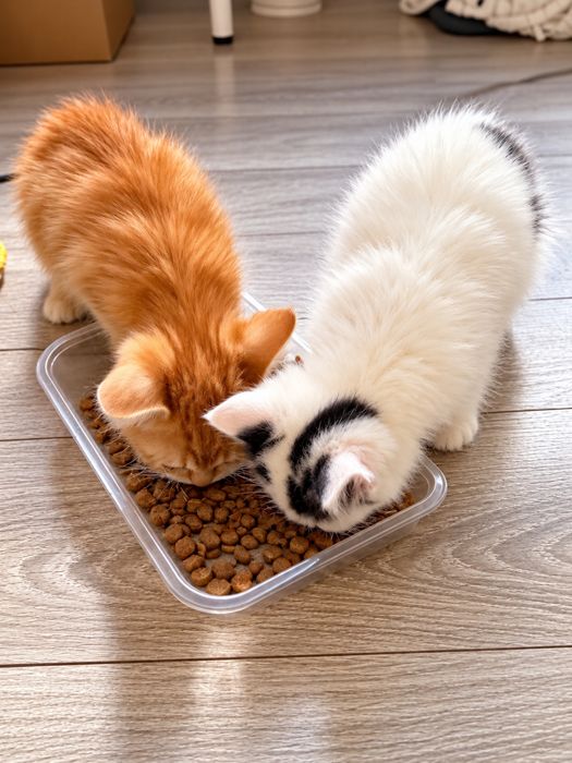 Отдам котёнка в добрые руки — 2 месяца