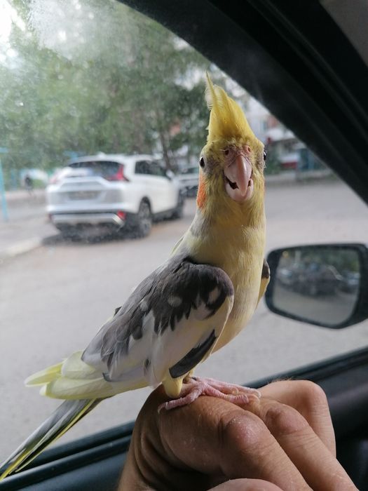 Попугай корелла красавчик