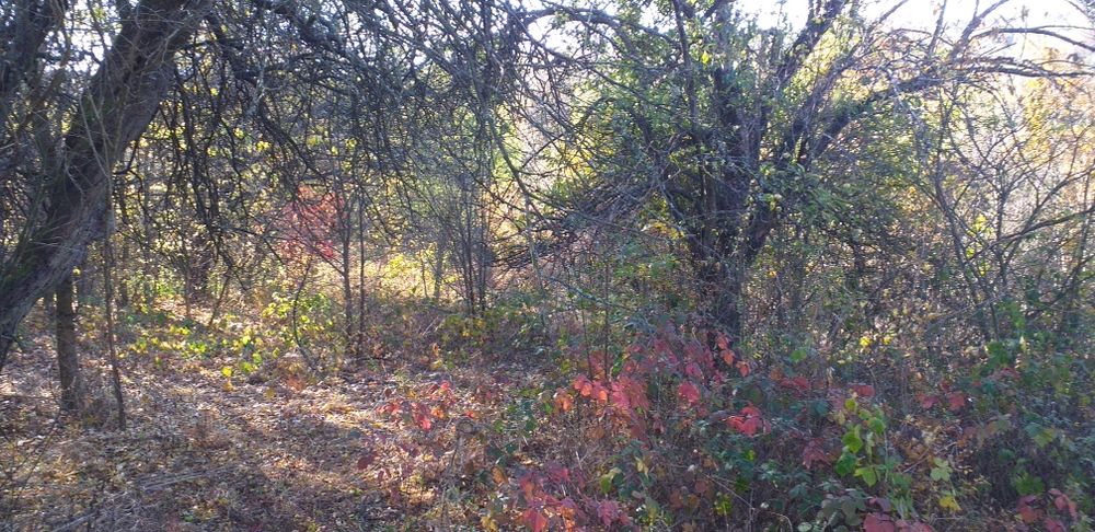 Продава се Парцел в с. Мечковци, Област София-област - 1248 кв.м за 6 €/кв.м - Снимка #2