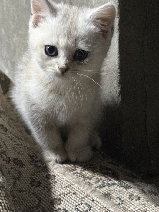 Sotiladi mushuklar