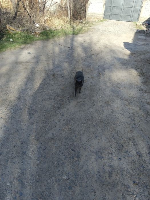 Продам пародистого кота 1года нет ещё