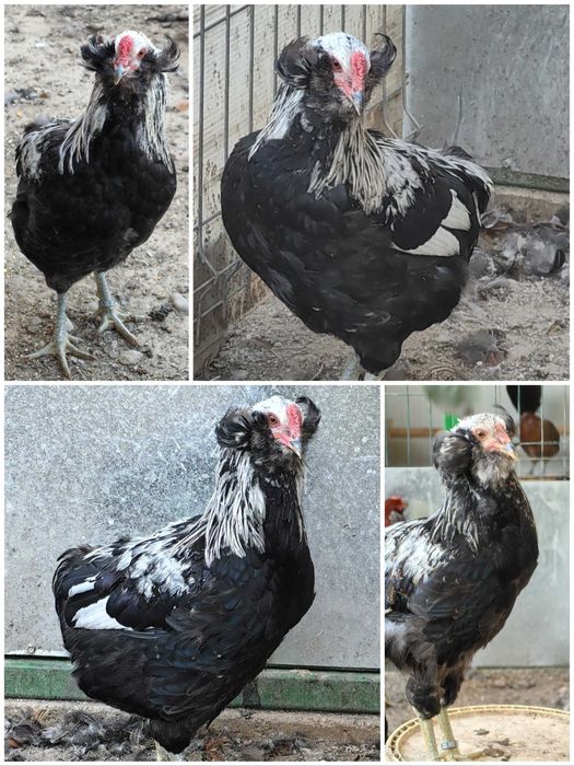 Cocosi cu favoriti rasa pura araucana argintiu potarnichiu gat auriu