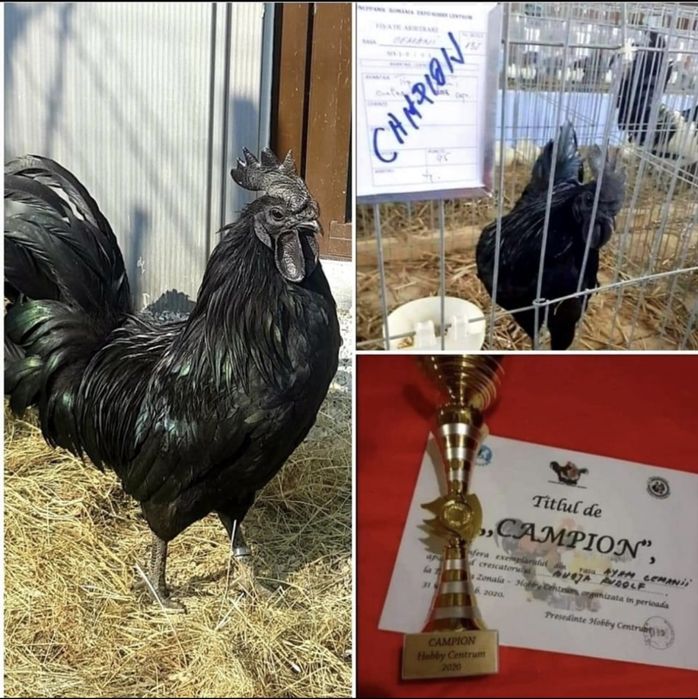 Ayam Cemani , rasa pura, oua pentru incubat, gaini complet negre