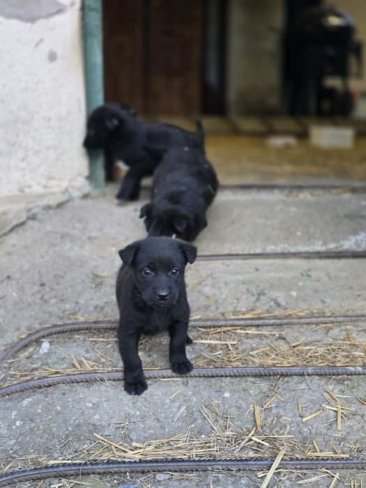 5 cateluse isi cauta familii