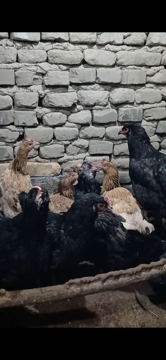 Товуклар сотилади