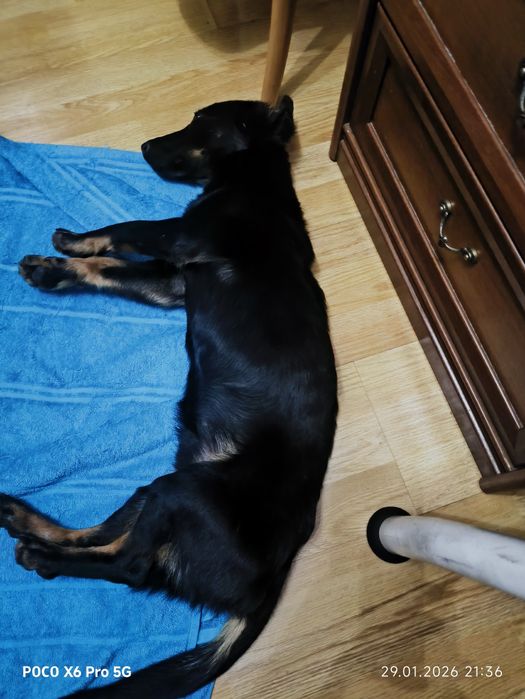 Такса (возможно метис)